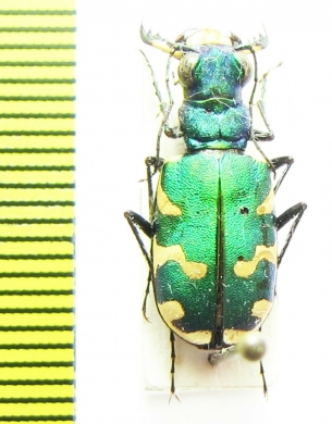 Cicindela coerulea nitida  Mongolia - INSECTS-STORE.RU