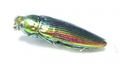 Eurythyrea eoa  Russia, Far East - INSECTS-STORE.RU