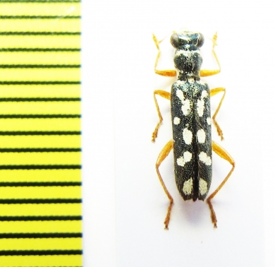 Cleridae sp. Laos - INSECTS-STORE.RU