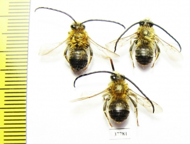 Hymenoptera sp.  Russia, Tver reg. - INSECTS-STORE.RU