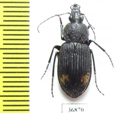Carabidae sp.  Zambia - INSECTS-STORE.RU