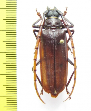 Osphryon sp.  Indonesia, Papua - INSECTS-STORE.RU