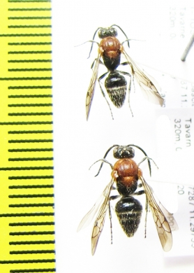 Mutillidae sp.  Italy - INSECTS-STORE.RU