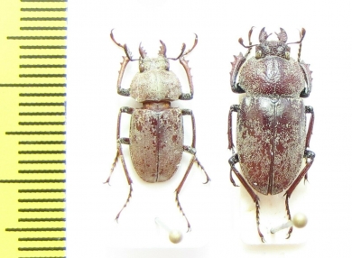 Cacostomus squamosus, pair  Australia - INSECTS-STORE.RU