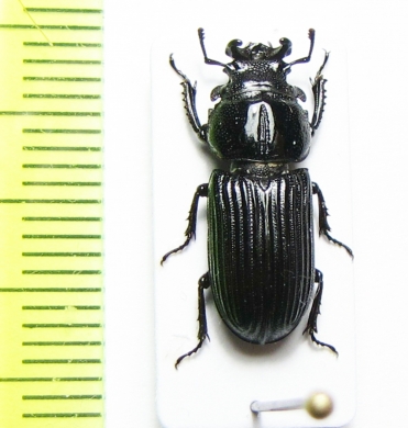 Nigidius sp.  Tanzania - INSECTS-STORE.RU