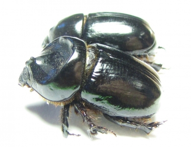 Cheiroplatys nitidus, pair  Australia - INSECTS-STORE.RU