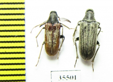 Ripiphoridae, Ptilophorus fallax, pair  Tajikistan - INSECTS-STORE.RU