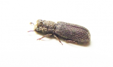 Colydodes sp.  Peru - INSECTS-STORE.RU