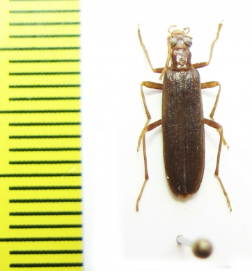 Nacerdes ainu  Russia, Far East - INSECTS-STORE.RU