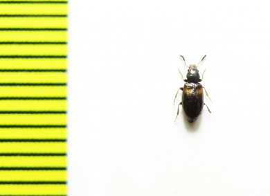 Salpingidae, Lissodema plagiatum  Russia, Far East - INSECTS-STORE.RU