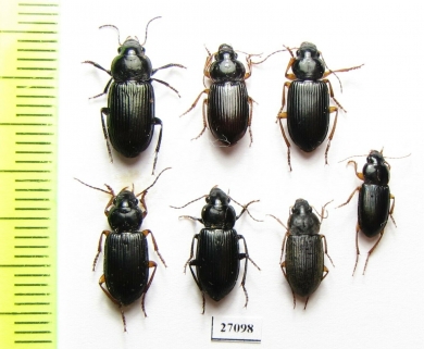 Carabidae sp.  South Africa Rep. - INSECTS-STORE.RU