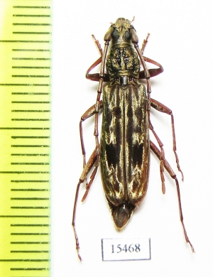 Dialeges sp.  Malaysia, Borneo - INSECTS-STORE.RU