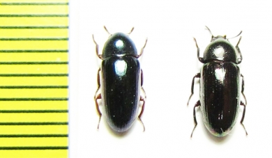 Tenebrionidae sp.  Malaysia - INSECTS-STORE.RU