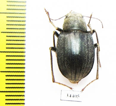 Platyesia iduna  Kazakhstan - INSECTS-STORE.RU