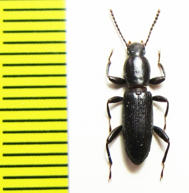 Centorus heydeni  Iran, Khuzestan prov. - INSECTS-STORE.RU