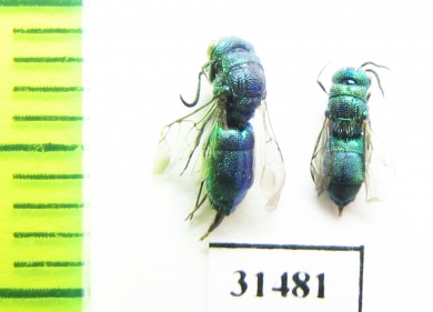 Chrysididae sp.  Kazakhstan - INSECTS-STORE.RU