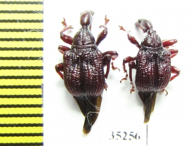 Attelabidae sp.  Laos - INSECTS-STORE.RU