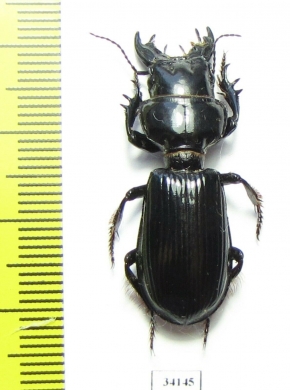 Scarites bucida  Uzbekistan  - INSECTS-STORE.RU