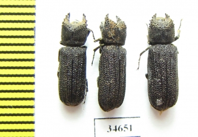 Bostrichidae sp.  South Africa Rep. - INSECTS-STORE.RU