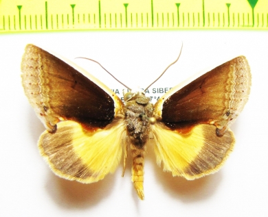 Noctuidae sp.  Bolivia - INSECTS-STORE.RU