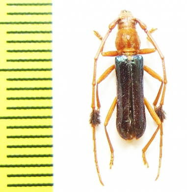 Compsocerus violaceus  Argentina - INSECTS-STORE.RU