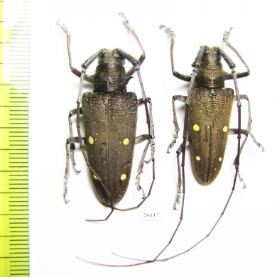 Cerambycidae sp., pair  Costa Rica - INSECTS-STORE.RU