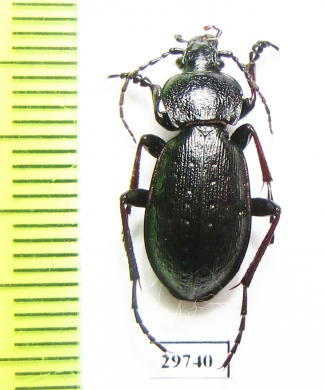 Carabus (Diocarabus) massagetus  Russia, Burjatia reg. - INSECTS-STORE.RU