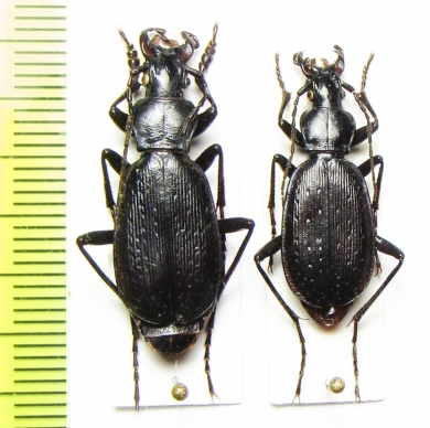 Carabus (Tribax) agnatus, pair  Armenia - INSECTS-STORE.RU