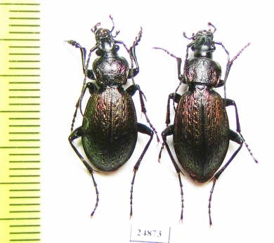 Carabus (Sphodristocarabus) armeniacus repletus, pair  Georgia - INSECTS-STORE.RU