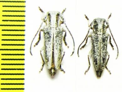 Phytoecia cinerascens  Kazakhstan - INSECTS-STORE.RU