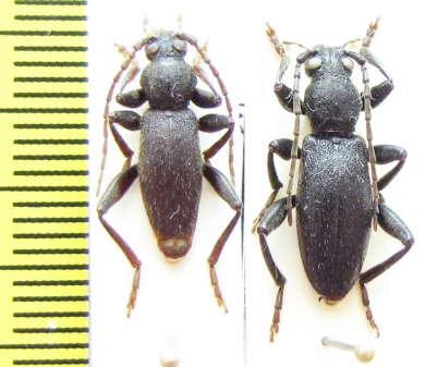 Drymochares starcki cavazzutii, pair  Abkhazia - INSECTS-STORE.RU