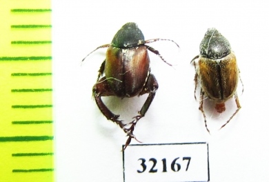 Hopliini sp., pair  South Africa Rep. - INSECTS-STORE.RU