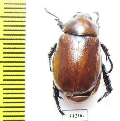 Rutelinae sp.  Ethiopia - INSECTS-STORE.RU