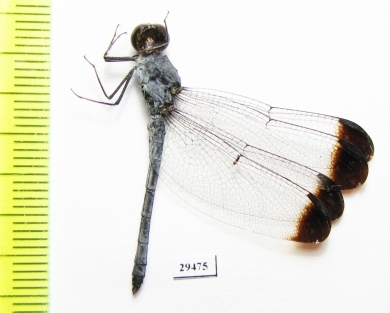 Odonata sp.  Panama - INSECTS-STORE.RU