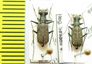 Cylindera octoguttata  Congo - INSECTS-STORE.RU