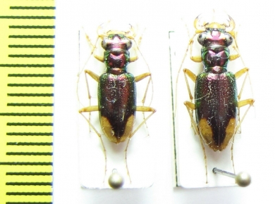 Tetracha fulgida, pair  Peru - INSECTS-STORE.RU
