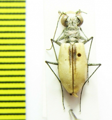 Cicindela togata fascinans  USA - INSECTS-STORE.RU