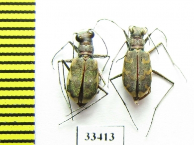 Cylindera arenaria viennensis  Czech Rep. - INSECTS-STORE.RU