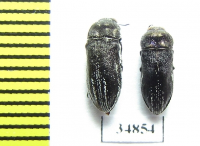 Acmaeodera farinosa  Turkey - INSECTS-STORE.RU