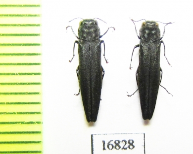 Agrilus agnatus  Laos - INSECTS-STORE.RU
