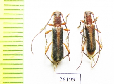 Cerambycidae sp., pair  South Africa Rep. - INSECTS-STORE.RU
