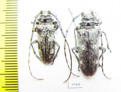 Prosopocera sp., pair  South Africa Rep. - INSECTS-STORE.RU