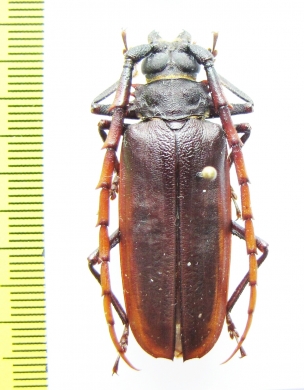 Osphryon sp.  Indonesia, Papua - INSECTS-STORE.RU