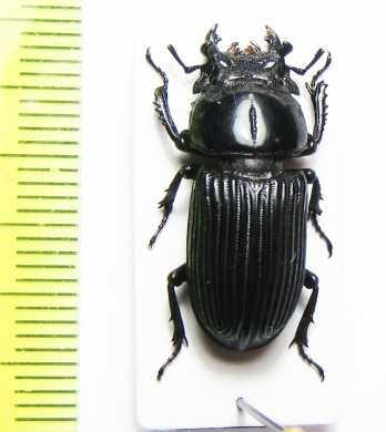 Nigidius nitidus  Tanzania - INSECTS-STORE.RU