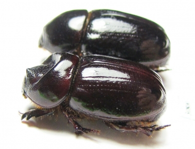 Cheiroplatys volsellus, pair  Australia - INSECTS-STORE.RU