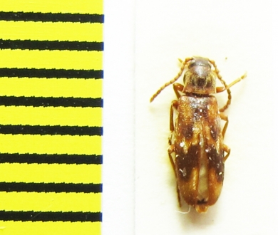 Hypulus quercinus  Belorussia - INSECTS-STORE.RU