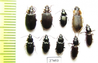 Carabidae sp.  South Africa Rep. - INSECTS-STORE.RU