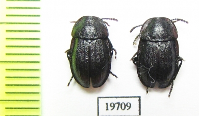 Phosphuga atrata  Kazakhstan - INSECTS-STORE.RU