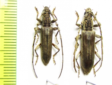 Dymasius nodifer, pair  Malaysia, Borneo - INSECTS-STORE.RU