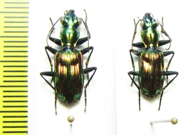 Carabidae sp.  Malaysia - INSECTS-STORE.RU